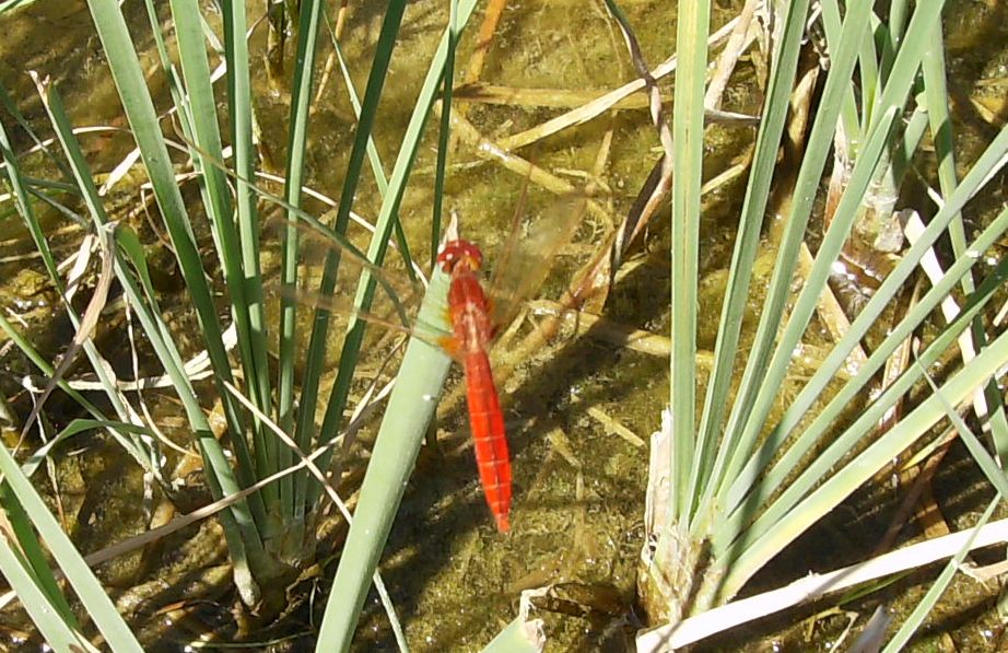 Orthetrum cancellatum predatore di altre libellule